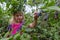 Young girl picking blueberries 01