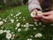 Young girl picking daisy flowers in a garden