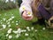 Young girl picking daisy flowers in a garden