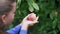 Young girl picks a ripe red apple from a tree.