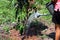 Young girl is planting a mango tree with defocused blur background - growing fruit tree - agricultural plants cultivation