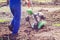 Young girl plows the land with a cultivator in spring garden