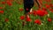 A young girl in a polka-dot dress walks through a flowering poppy field. Field of blooming red poppies