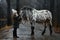 Young girl portrait with Appaloosa horse and Dalmatian dogs