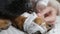 A young girl removes a bandage from a dog. Treatment of a beloved dog