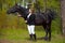 Young girl rider with a black horse in the spring