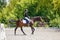 Young girl riding horse on equestrian competition