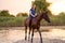 A young girl riding a horse on a shallow lake. A horse runs on water at sunset. Care and walk with the horse. Strength and Beauty