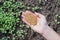 Young girl`s hand full of mustard seeds preparing to sow on the ground in the vegetable garden as a fast growing green manure