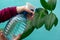 Young girl`s hands are spraying leaves of ficus plant at home. Gardener watering house plants by using sprayer