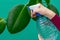 Young girl`s hands are spraying leaves of ficus plant at home. Gardener watering house plants by using sprayer