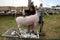 A Young Girl Shears a Sheep