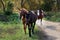 A young girl sits on a horse and rides a black horse on a Sunny day.Photos of different horses.