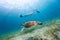 Young girl snorkeling with sea turtle