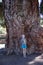 Young girl standing near stem of thousand-year giant pine with camera in hand. Vilaflor village, Teno mountain, Tenerife, Canary,