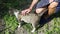 A young girl is stroking a beautiful playful fluffy spotted cat. Female hands caresses adult white gray pet. A kitty