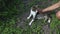 A young girl is stroking a beautiful playful fluffy spotted pregnant cat. Female hands caresses adult white gray pet