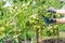 a young girl takes care of vegetables in the garden, prunes with scissors, forms bushes, prunes shoots and tall tomato