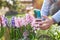 Young girl taking a photo using a smartphone of blossoming hiacinth flowers in the garden