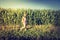 Young girl is taking a walk on a field, summer time