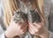 Young girl teen holding two small animals common degu squirrels in hands. Close-up portrait of the cute pets in kid`s hands