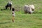 Young girl to herd buffalo and oxen at the early morning