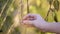 A young girl touches a red wild berry dried on a branch