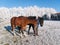 Young girl with two foals on pasture in winter