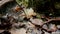 Young girl, unrecognizable, playing in forest and popping puffball mushrooms