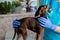 a young girl veterinarian with a small dog toy Terrier on the table to examine the animal