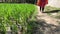 Young girl walking along the narrow path in the green field