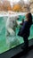 Young girl watches a Polar Bear swimming