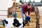 Young girl watering small calves from bucket in open stall