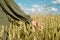 Young girl in wheat field. Runs his hand over ears. his back. life style. . freedom concept. hot summer