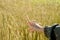 Young girl in wheat field. Runs his hand over ears. his back. life style. . freedom concept. hot summer