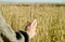 Young girl in wheat field. Runs his hand over ears. his back. life style. . freedom concept. hot summer