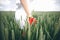 A Young Girl In White Dress With The Red Rose In Hands Standing On The Wheat Field.