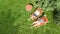 Young girls relax in summer garden in sunbed deckchairs on grass, women friends have fun in green park, aerial view from above