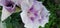 Young gladiolus white purple . Summer. Mackro