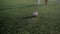 Young goalkeeper resists friend attack falling on knees