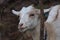 Young Goat behind Fence