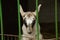 Young goat behind metal fence