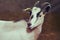 Young goat in closed pen gaze, close-up portrait