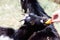 Young goat eats an apple from a person hands farm animal outdoor agriculture in a village or on a ranch