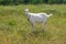 Young goat female on a summer pasture