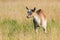 Young Goat Grazes in a Meadow, Goat Kid