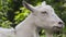 A young goat grazes in a spring meadow. Close-up of a goat. Goat posing on camera