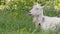 A young goat grazes in a spring meadow. Close-up of a goat. Goat posing on camera