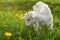 Young goat kid grazing on sun lit meadow with dandelions in back