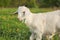 Young goat kid, horns barely visible, on a green spring meadow w